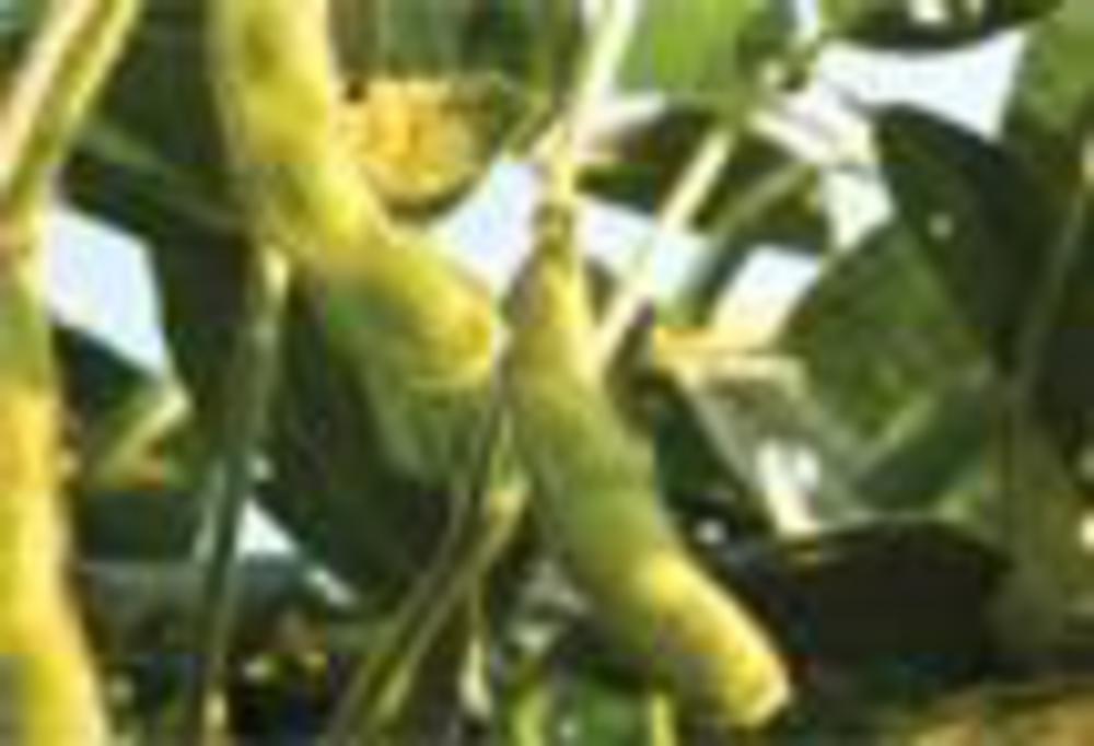 gm crops